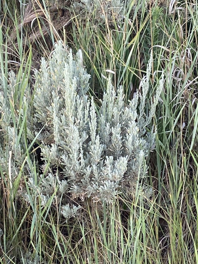 Sagebruch by Nolan Bunting