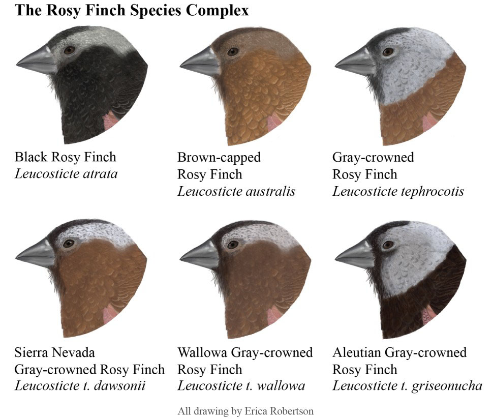 Rosy Finch Species Complex