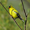 American Goldfinch