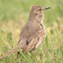 Sage Thrasher�
